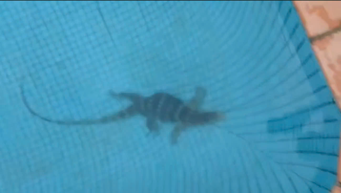 Kỳ đà quý hiếm lặn sâu dưới hồ bơi. Ảnh: Văn Hiếu. Kỳ đà quý hiếm lặn sâu dưới hồ bơi. Ảnh: Văn Hiếu.