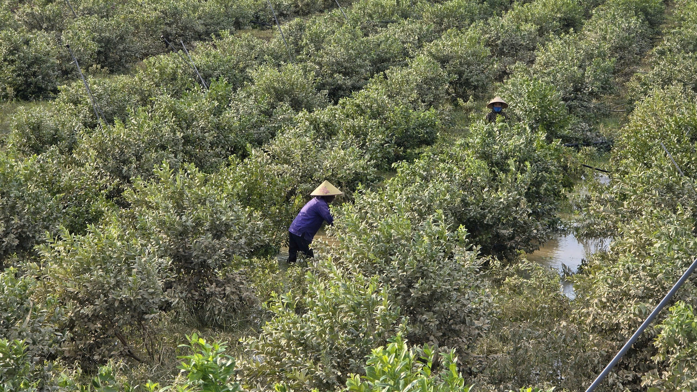 Ảnh: Mạnh Thắng