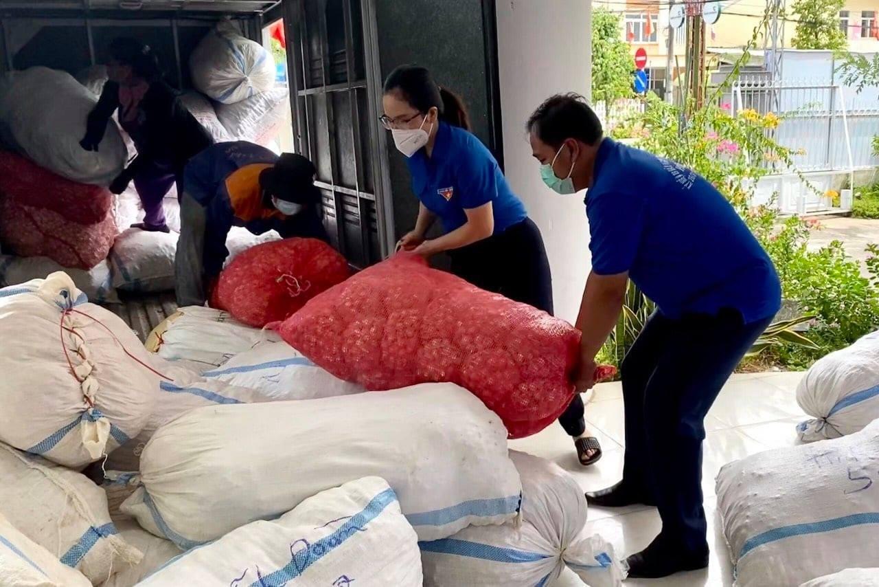 Sau hơn 2 tuần triển khai, hơn 50 tấn tỏi Lý Sơn bình ổn giá được tuổi trẻ Quảng Ngãi kết nối tiêu thụ cho bà con nông dân