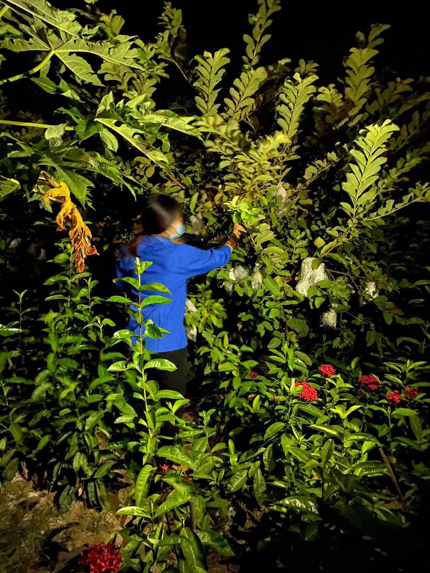 Hái ổi trong đêm