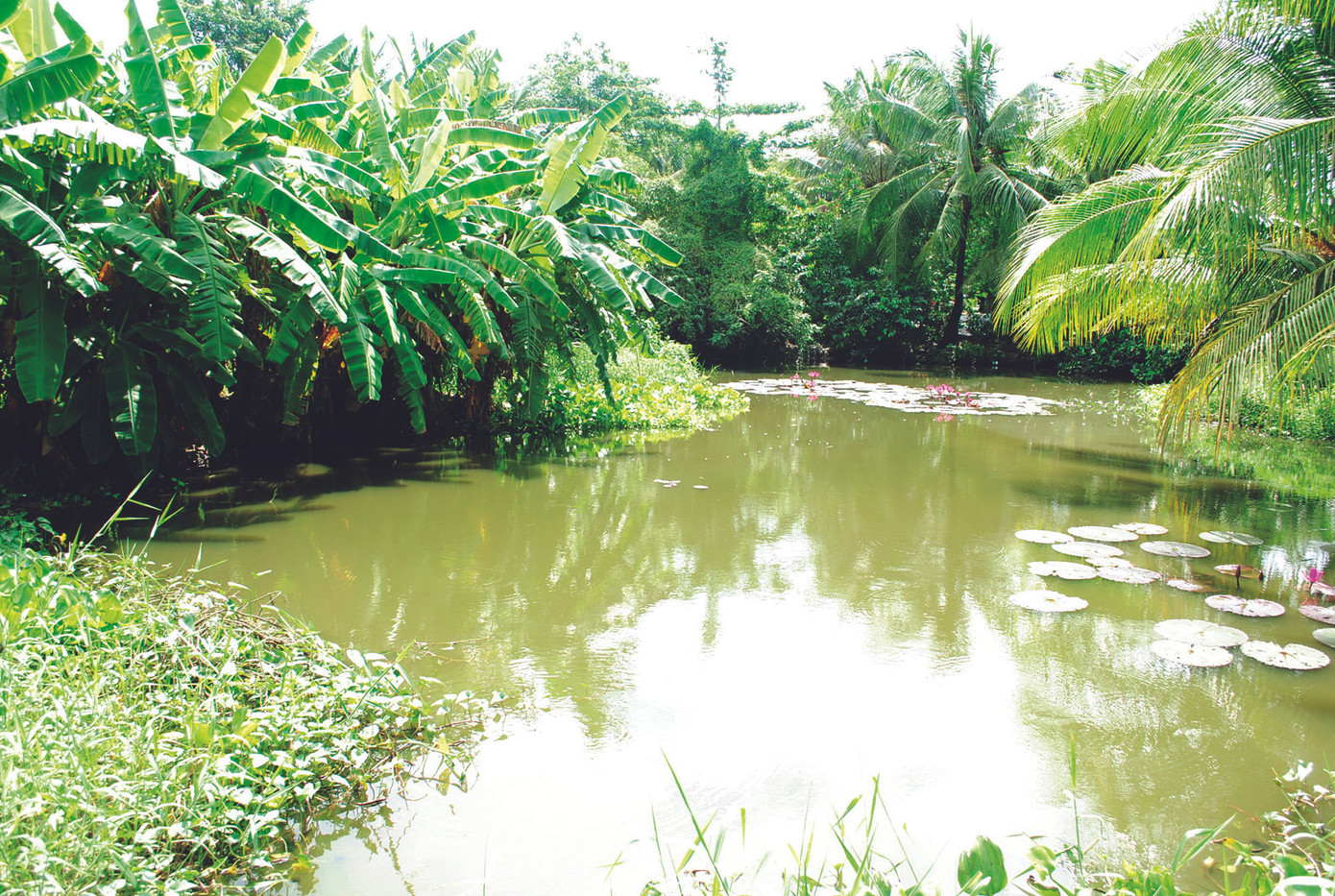 Khu đất của ông Trương Chí Dũng, phần lớn là ao bỏ hoang ở xa đường nhưng được bồi thường thành đất hai mặt tiền đường phố