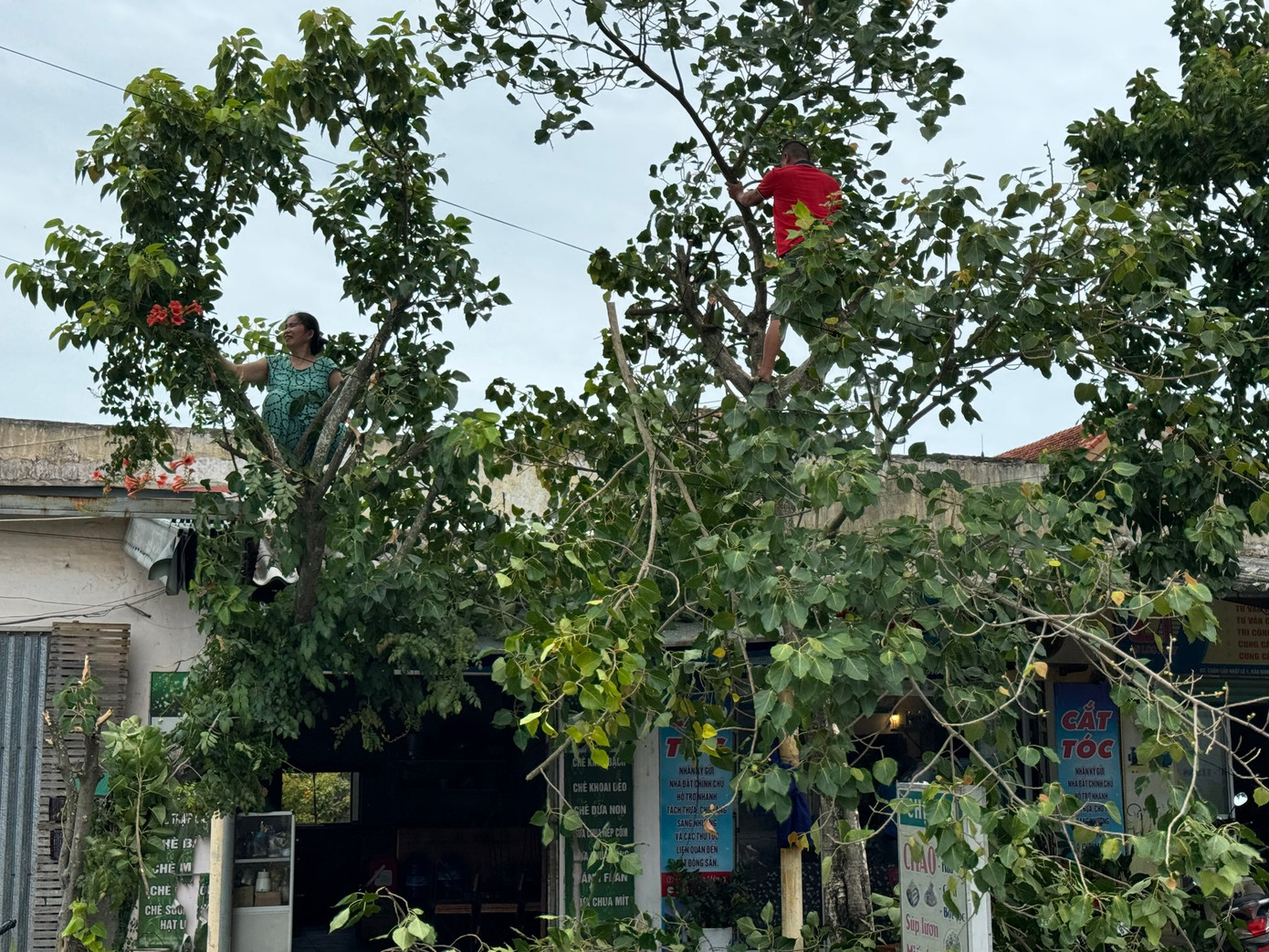 Các gia đình cũng chủ động cắt tỉa cành ngọn cây cối trong vườn nhà mình nhằm giảm thiểu thiệt hại.