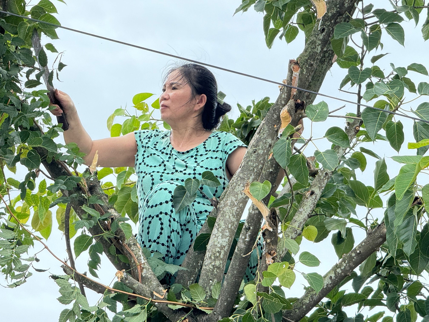 Các gia đình cũng chủ động cắt tỉa cành ngọn cây cối trong vườn nhà mình nhằm giảm thiểu thiệt hại.