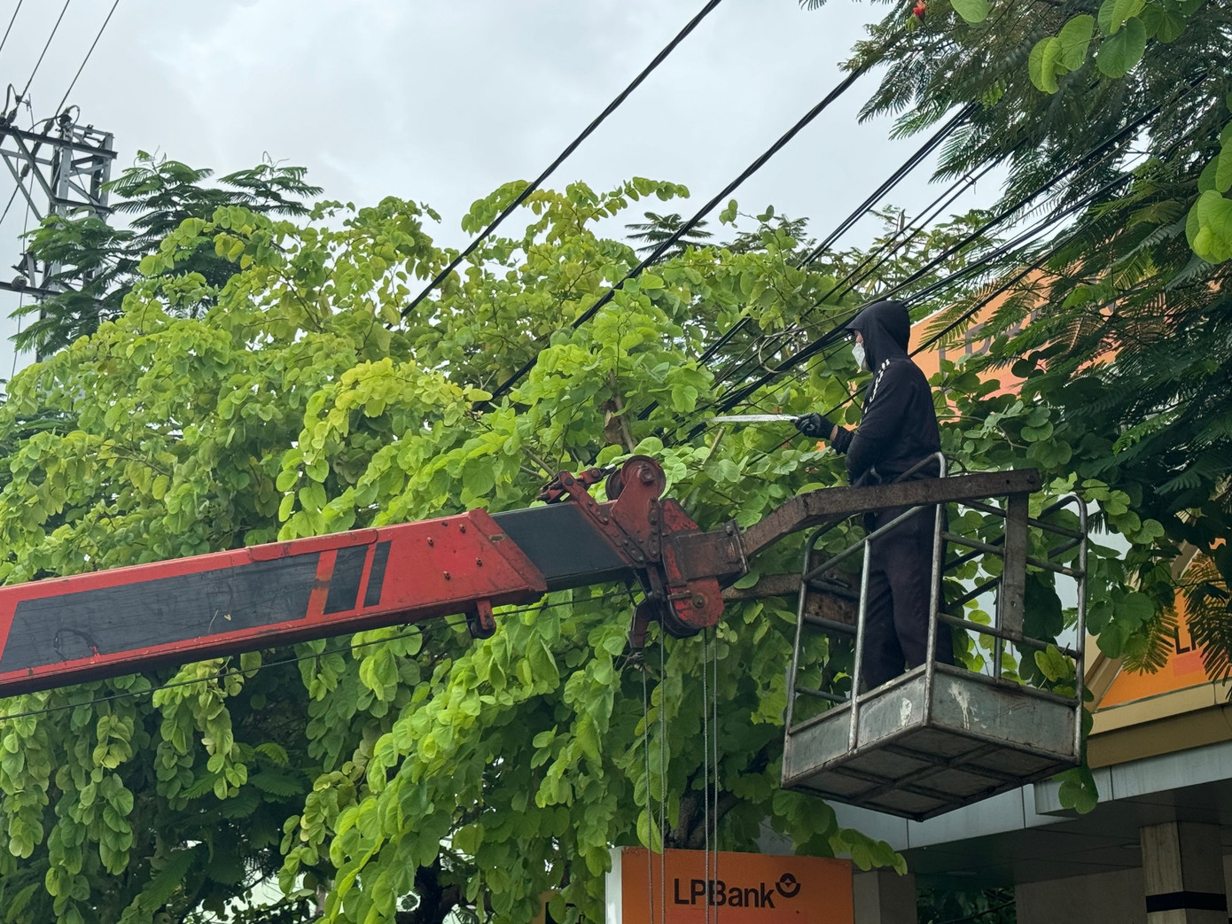 Nhằm tránh cây xanh gãy đổ trong bão, nhiều ngày nay công ty cây xanh các địa phương đã đồng loạt triển khai cắt tỉa cành ngọn hoặc chằng chống những cây vừa mới trồng.