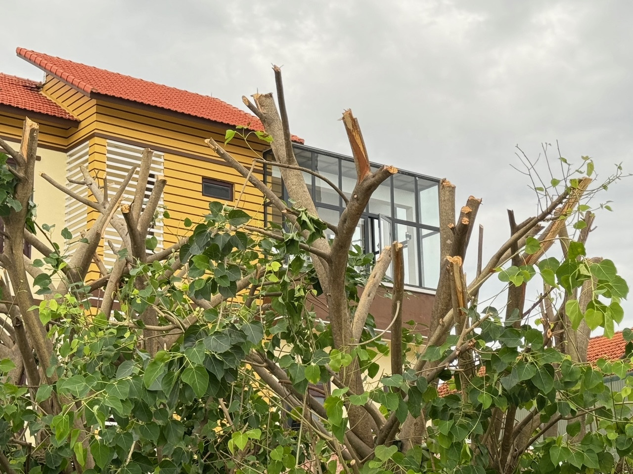 Quảng Bình cắt trụi cành lá để chống bão.