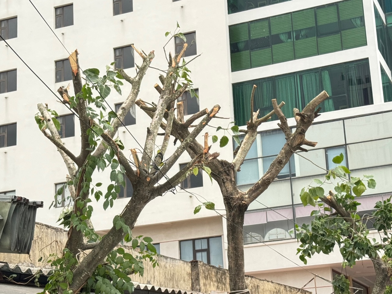 Quảng Bình cắt trụi cành lá để chống bão.