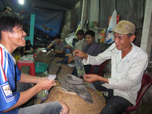 Cào cào bắt được mang đến bán cho điểm thu mua