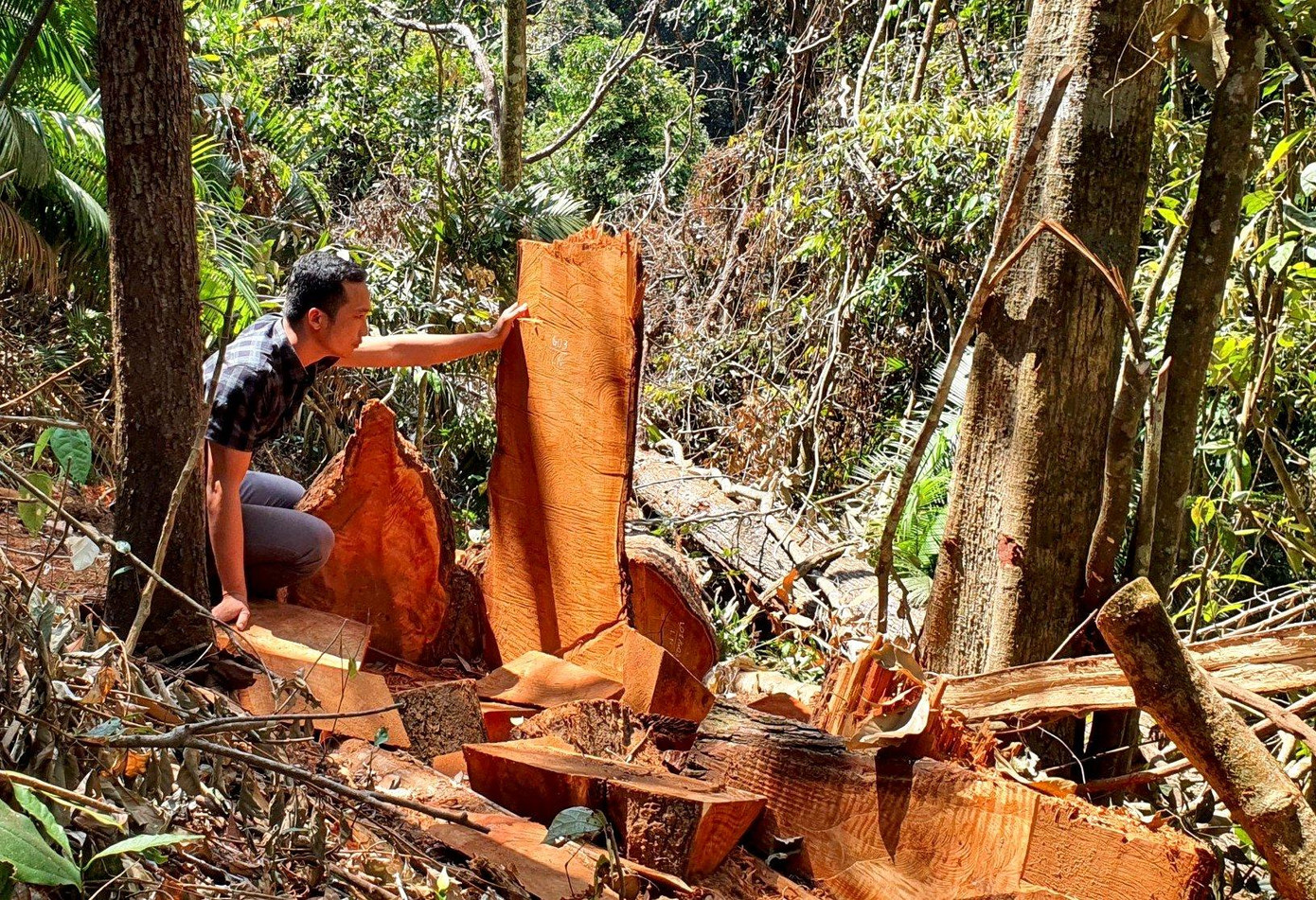 Hiện trường vụ khai thác lâm sản trái phép ở Măng Đen Hiện trường vụ khai thác lâm sản trái phép ở Măng Đen