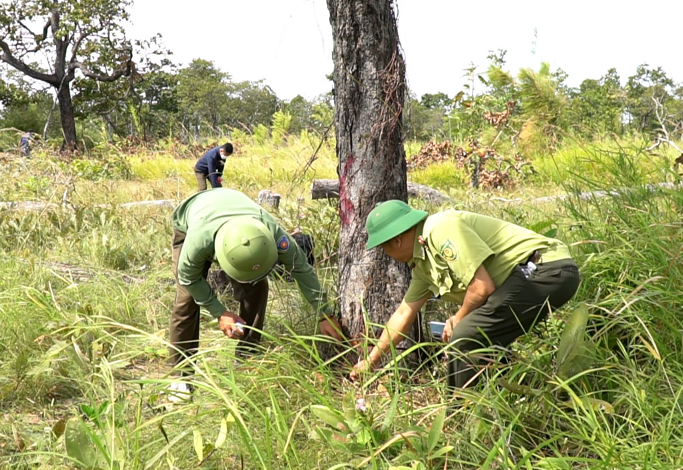 Lực lượng kiểm lâm tại hiện trường một thân gỗ bị cưa một nửa để chết dần