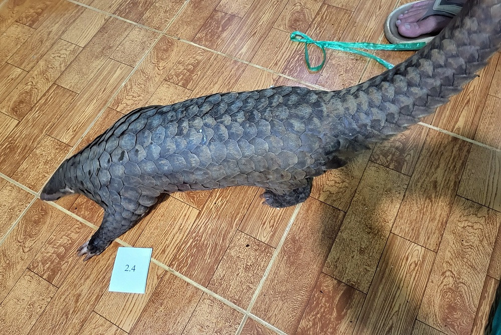 Một số cá thể rắn hổ mang chúa, tê tê trong vụ án Một số cá thể rắn hổ mang chúa, tê tê trong vụ án