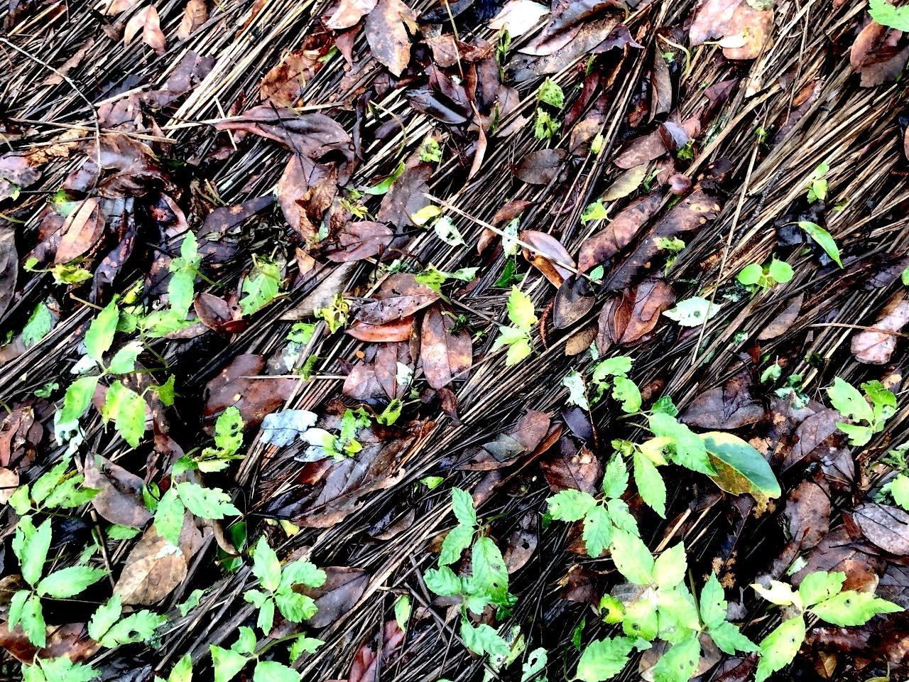 Những cây sâm Ngọc Linh bị nhiễm bệnh