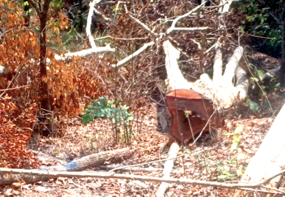 Một thân gỗ bị cưa hạ trong vụ việc