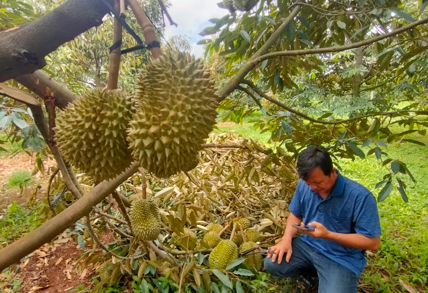 Cành sầu riêng trĩu quả của gia đình ông Nghĩa bị thiệt hại