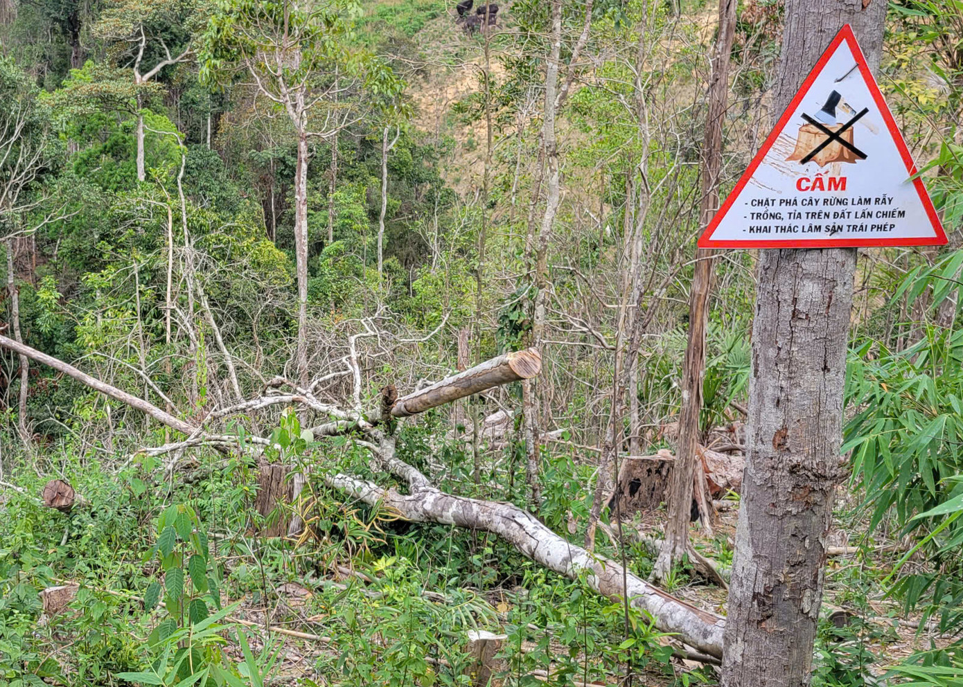 Ngay biển "cấm" chặt phá rừng nhiều thân gỗ bị đốn hạ, nằm ngổn ngang.