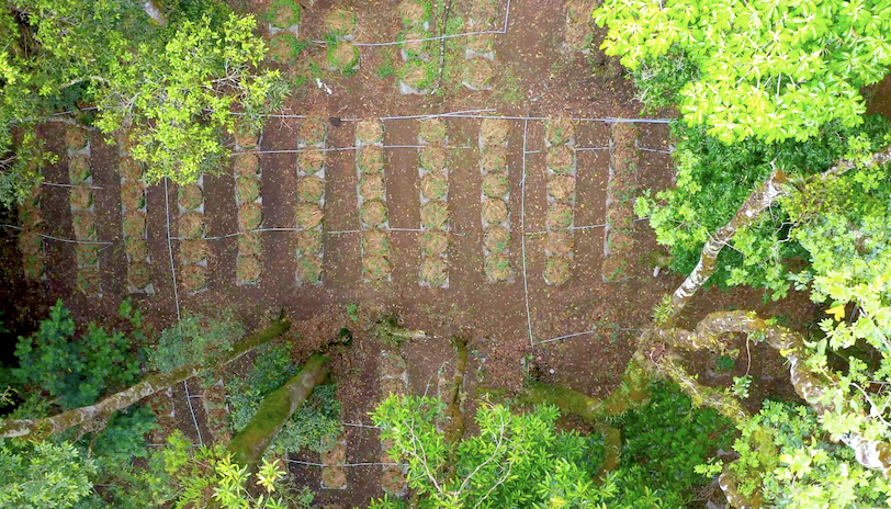 Vườn sâm Ngọc Linh của Công ty Cổ phần Sâm Ngọc Linh Kon Tum Vườn sâm Ngọc Linh của Công ty Cổ phần Sâm Ngọc Linh Kon Tum