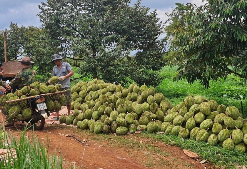 Sầu riêng ở huyện Đức Cơ đạt năng suất cao. Ảnh: Nguyễn Diệp Sầu riêng ở huyện Đức Cơ đạt năng suất cao. Ảnh: Nguyễn Diệp