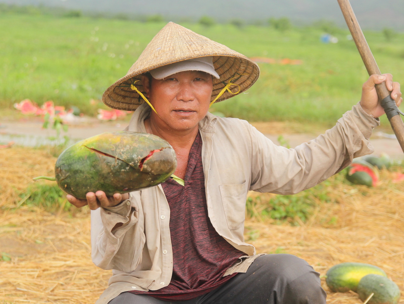 Ông Nguyễn Tiến Dũng (48 tuổi, xã Phú Cần) đầu tư hơn 1,7 ha dưa hấu nhưng giờ chỉ bán được 5 tấn, còn lại hầu như đã bị hư hỏng, ảnh hưởng của mưa nhiều. Vụ dưa này ông Dũng đầu tư hết 80 triệu đồng, ước tính lỗ 50 triệu đồng.