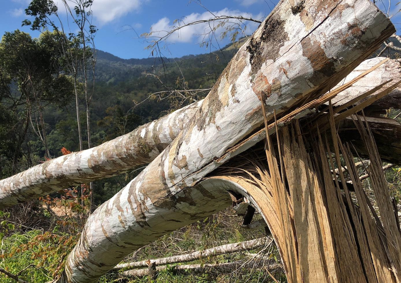 Những thân gỗ bị cưa hạ, nằm ngổn ngang ở hiện trường.