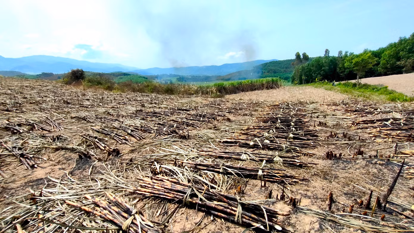 Có nhiều nguyên nhân dẫn tới việc cháy mía. Trong đó, chủ yếu do một số người dân chưa cẩn thận trong vệ sinh ruộng mía sau thu hoạch, dẫn đến cháy lan sang các ruộng khác, hoặc do có người cố tình phá hoại.