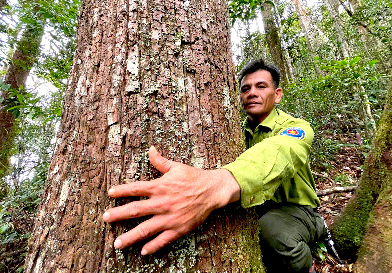 Hiện các loại gỗ như huỳnh đàn, trắc không còn thì pơ mu bị lâm tặc thường xuyên dòm ngó nên việc quản lý bảo vệ càng thêm khó khăn.