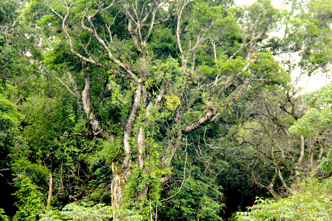 Ẩn dưới những tán rừng già cổ thụ, một báu vật vô cùng quý hiếm đó chính là cây Sâm Ngọc Linh. Chủ tịch nước Nguyễn Xuân Phúc khi còn là Thủ tướng trong 1 lần tới thăm và gọi sâm Ngọc Linh là quốc bảo Việt Nam.