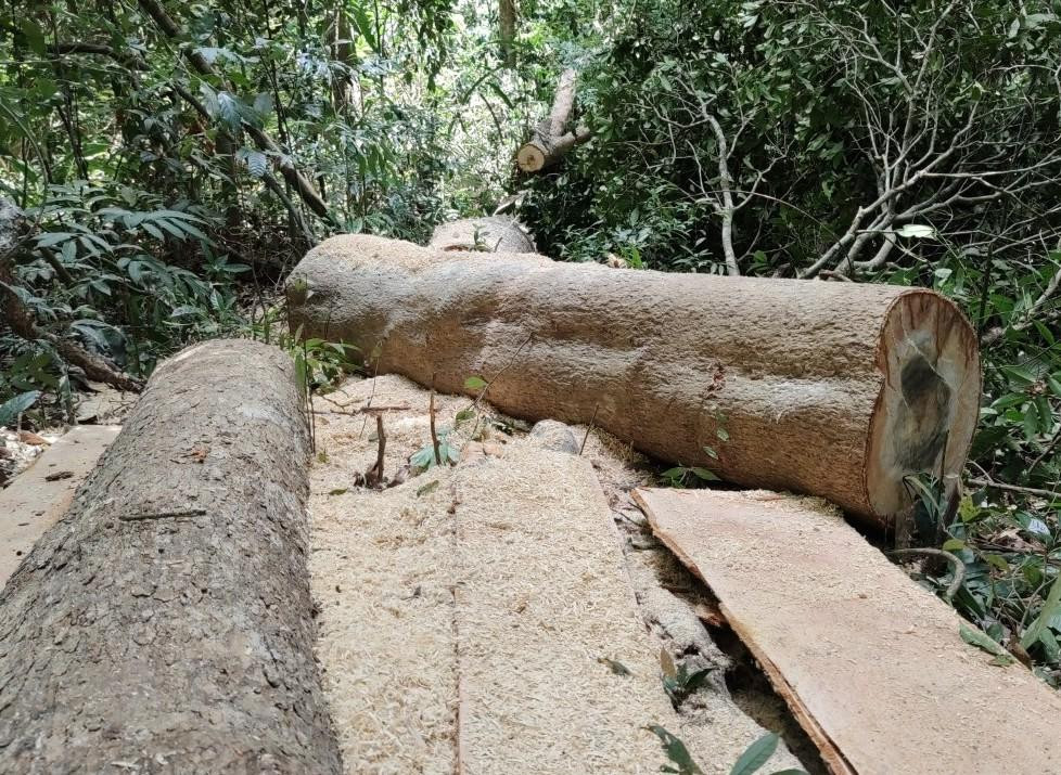 Lóng gỗ dài gần 3m, đường kính 60cm còn tại hiện trường