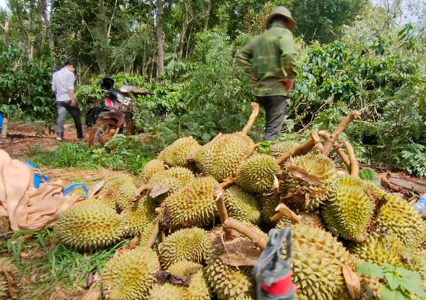 Ông Hà thu gom những quả sầu riêng bị thiệt hại vào một đống