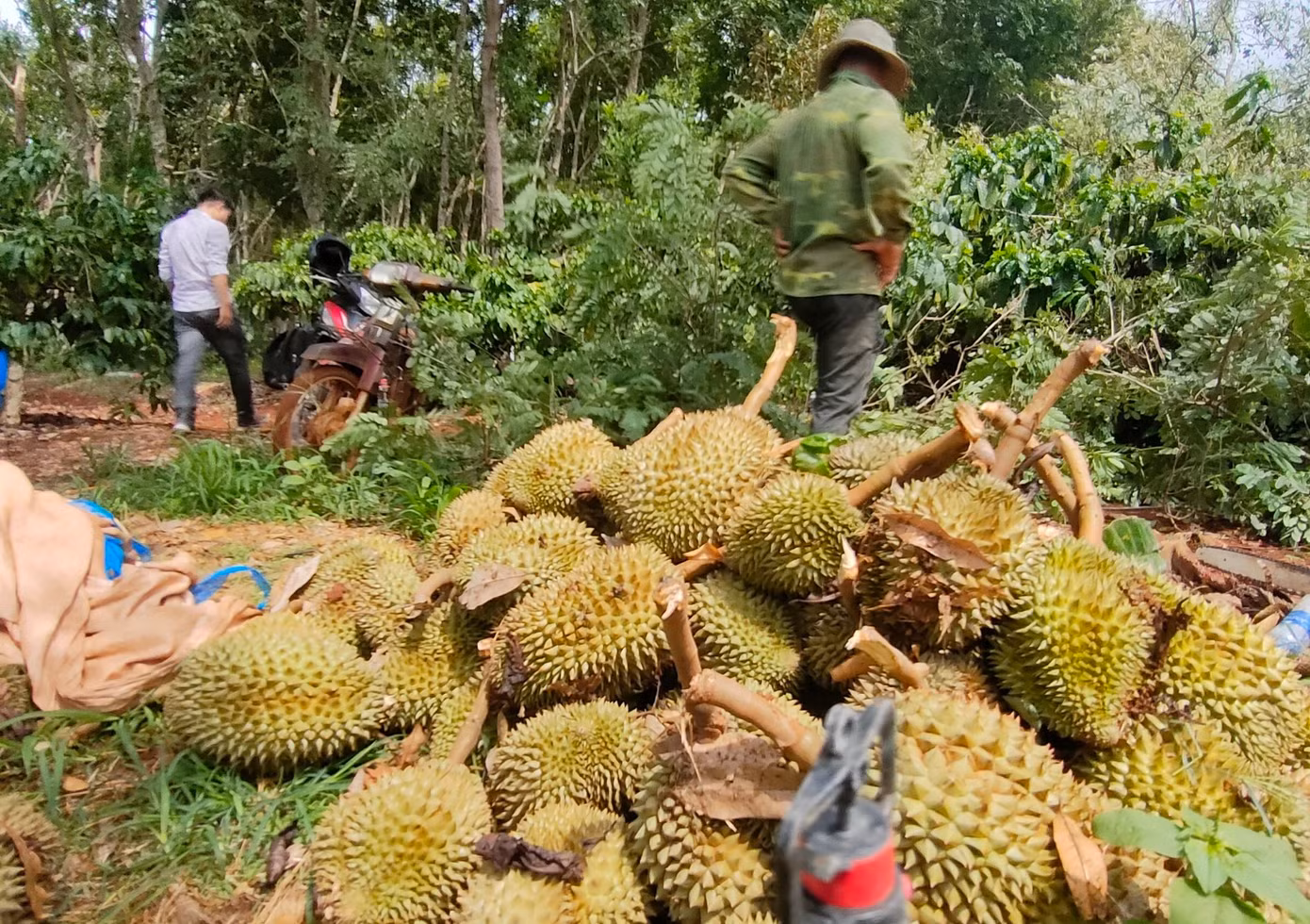 Ông Hà thu gom những quả sầu riêng bị thiệt hại vào một đống
