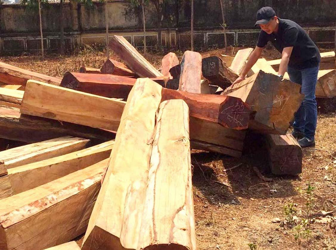 Gỗ vi phạm trong các vụ khai thác lâm sản trái phép ở Đức Cơ