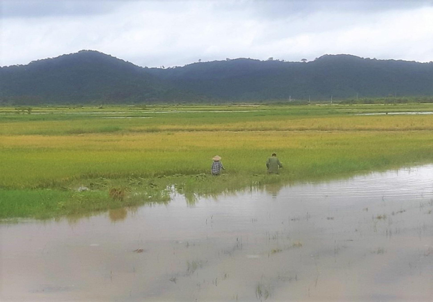 Có 7 sào lúa đã ngập sâu trong nước, gia đình bà Bùi Thị Tường (thôn Hoà Bình 2, xã Đắk Liêng) “đỏ mắt” tìm người thu hoạch nhưng không có ai. Bởi thời điểm này, hầu như nhà nào cũng lo thu hoạch lúa của gia đình, người thân.