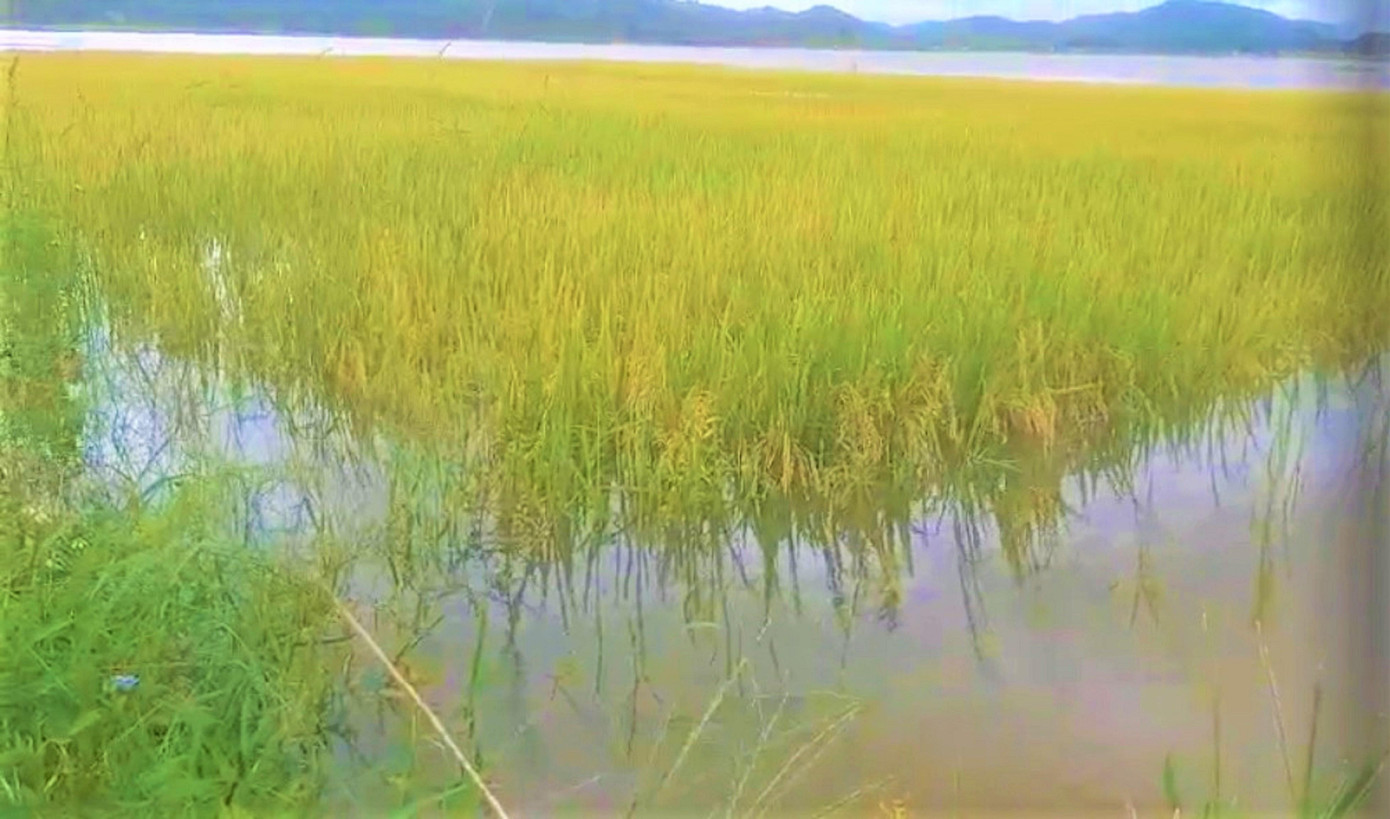 Ông Nguyễn Viết Quang, Trưởng Phòng Nông nghiệp và Phát triển nông thôn huyện Lắk cho biết, những ngày qua trên địa bàn huyện có mưa vừa đến mưa to, cộng với ảnh hưởng của cơn bão số 5 khiến mực nước trên sông Krông Ana dâng cao đột ngột. Tính đến tối 11/9, trên địa bàn huyện Lắk có khoảng 230ha bị ngập lụt.