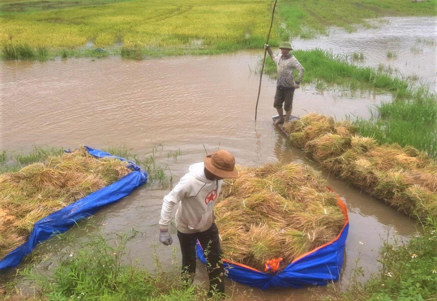 Trong khi đó, mấy ngày qua, nhiều khu vực trên địa bàn tỉnh Đắk Lắk xuất hiện nhiều cơn mưa kéo dài, cộng với ảnh hưởng của bão gây thiệt hại cây trồng ở một số địa phương. Trong đó, huyện Lắk chịu ảnh hưởng nhiều nhất khi hàng trăm héc ta lúa bị ngập chìm trong nước. Anh Y Phen Hmok (buôn Yang Lăh, xã Đắk Liêng, huyện Lắk) cho biết, gia đình có 5 sào lúa gần đến ngày thu hoạch. Tuy nhiên, mấy ngày qua mưa lớn, nước sông dâng cao ngập cả cánh đồng. Gia đình anh huy động toàn bộ người nhà đẩy bè ra cắt. Do lúa đã ngập dưới nước, rất khó để thu hoạch hết. Dầm mình dưới nước cả ngày vừa lạnh, vừa mệt nhưng gia đình anh cắt được vài bao lúa. Dẫu vậy, anh Y Phen vẫn cố gắng thu hoạch, vớt vát phần nào chi phí, công sức trong vụ vừa qua