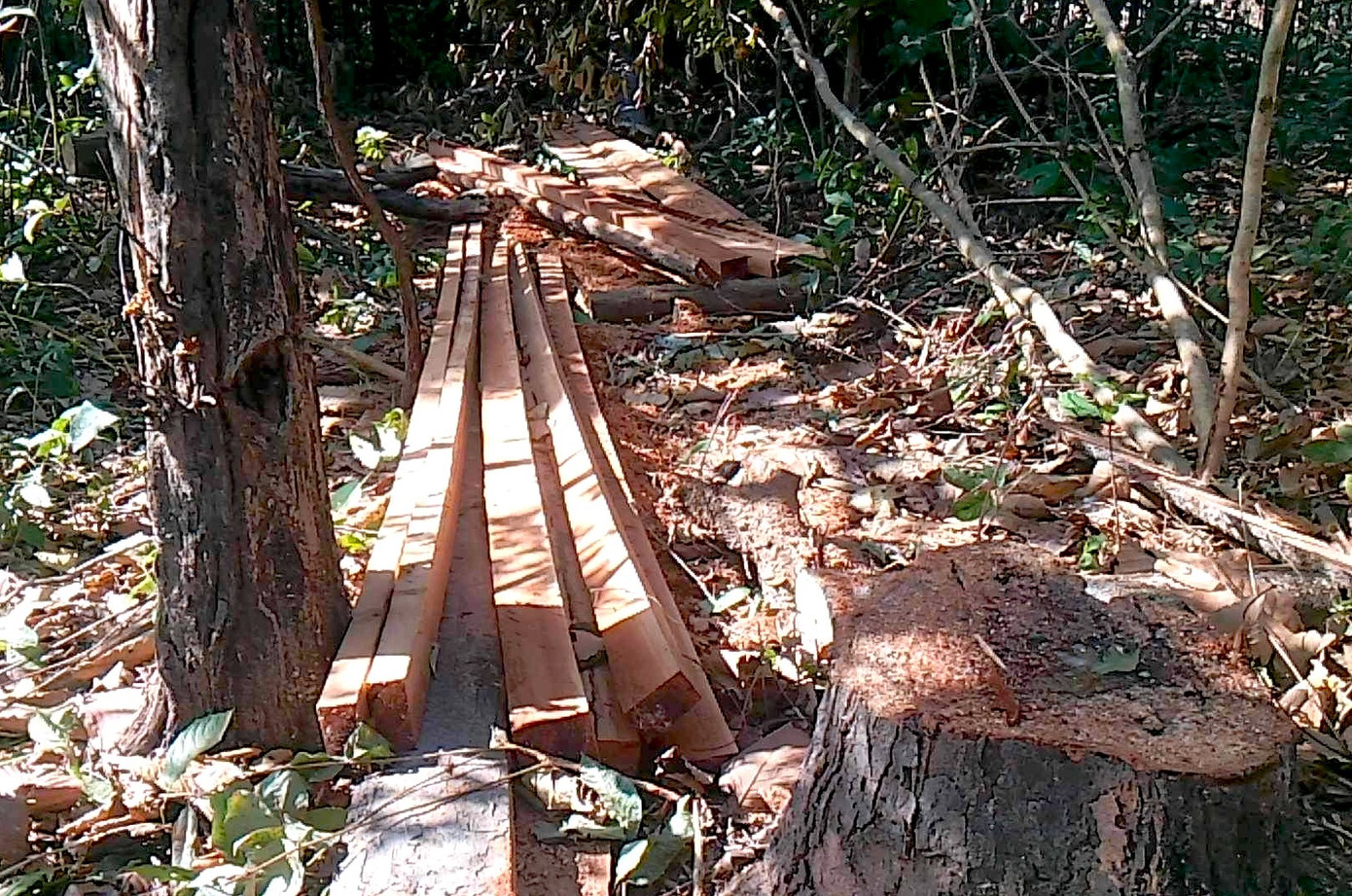 Một số cây gỗ đã bị cưa xẻ Một số cây gỗ đã bị cưa xẻ