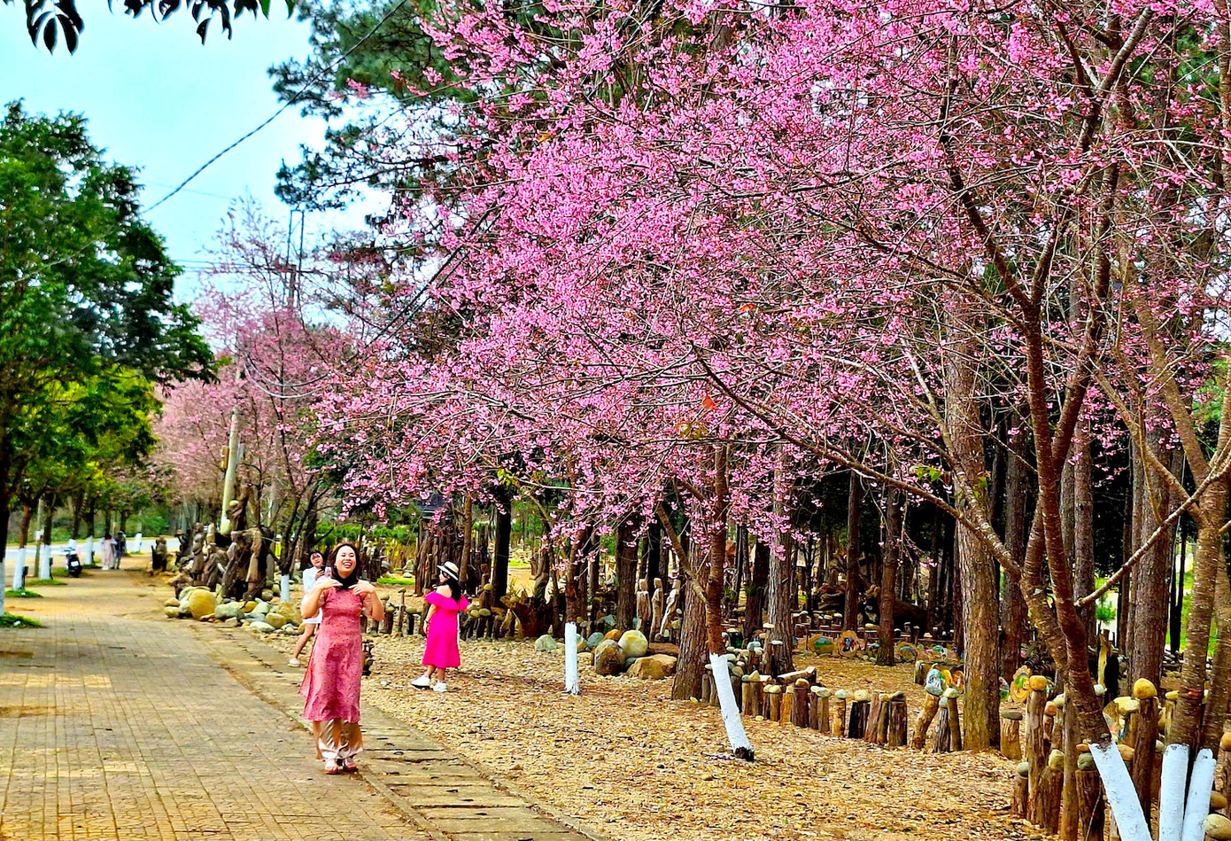 Các du khách tạo dáng dưới tán hoa mai anh đào.