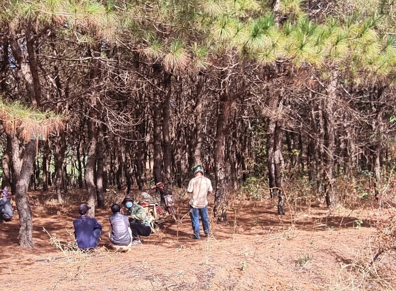 Rừng thông làng O Sơr nơi xảy ra vụ việc Rừng thông làng O Sơr nơi xảy ra vụ việc