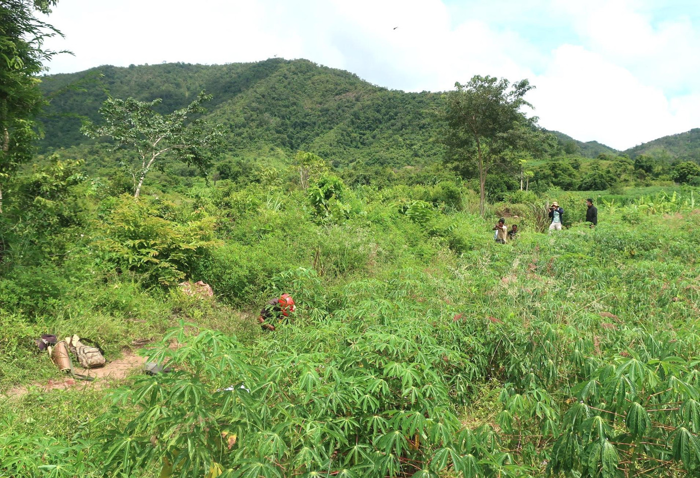 Cánh rừng nơi xảy ra sự việc. Cánh rừng nơi xảy ra sự việc.