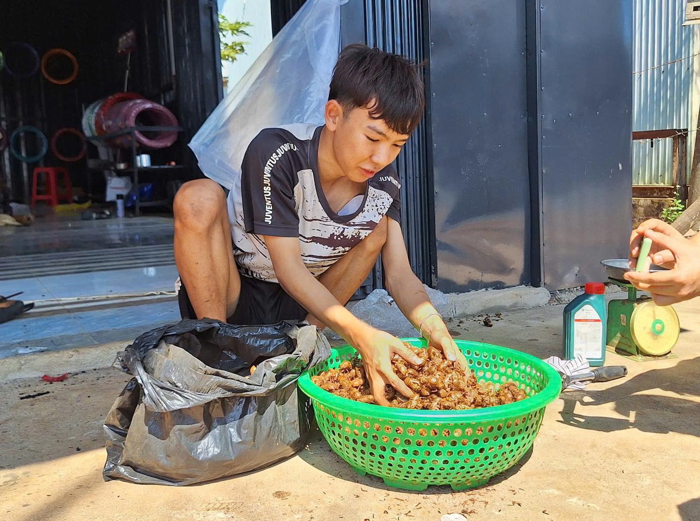 Xác ve sầu rất nhẹ nên cả bao lớn nhưng cân lên chỉ được vài ký.