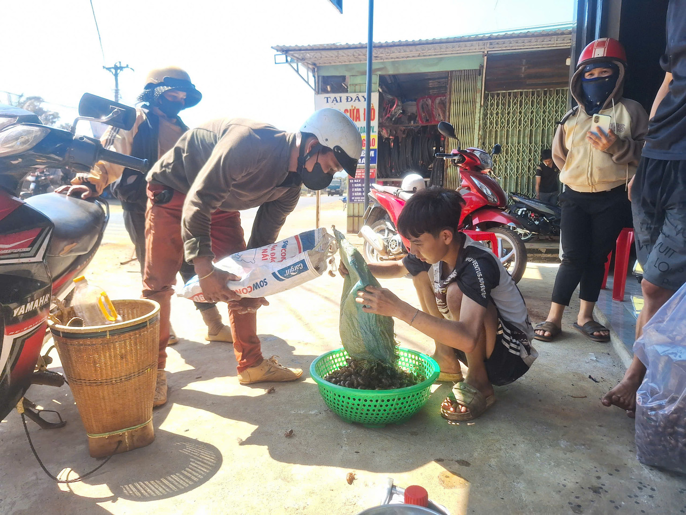 Việc mua bán xác ve sầu diễn ra tấp nập ở một số địa phương ở Gia Lai