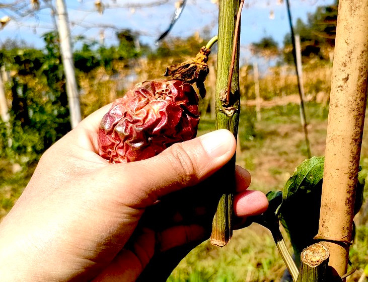 Vườn chanh dây của ông Hảo đang cho quả thì bị phá hoại Vườn chanh dây của ông Hảo đang cho quả thì bị phá hoại