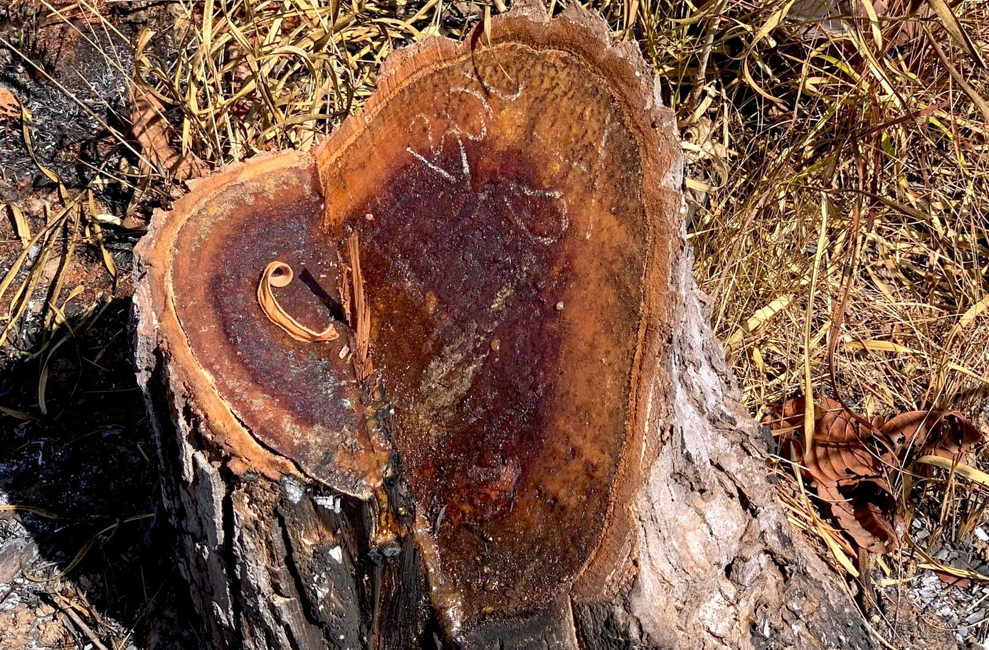 Các thân gỗ vừa bị cưa hạ còn rỉ nhựa Các thân gỗ vừa bị cưa hạ còn rỉ nhựa