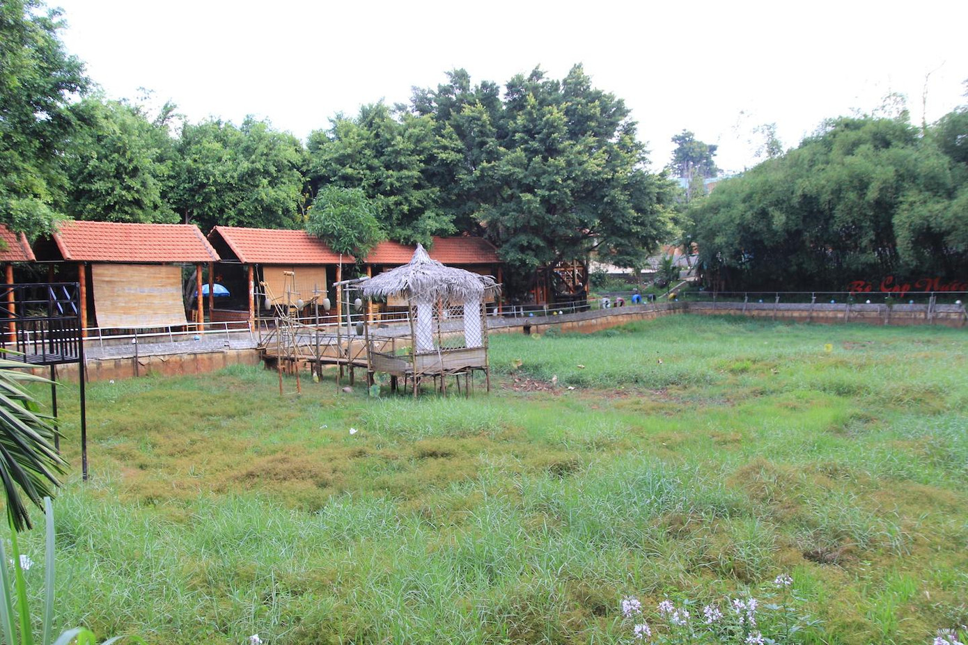 Các ao ở khu câu cá này đã cạn từ lâu, cỏ mọc um tùm