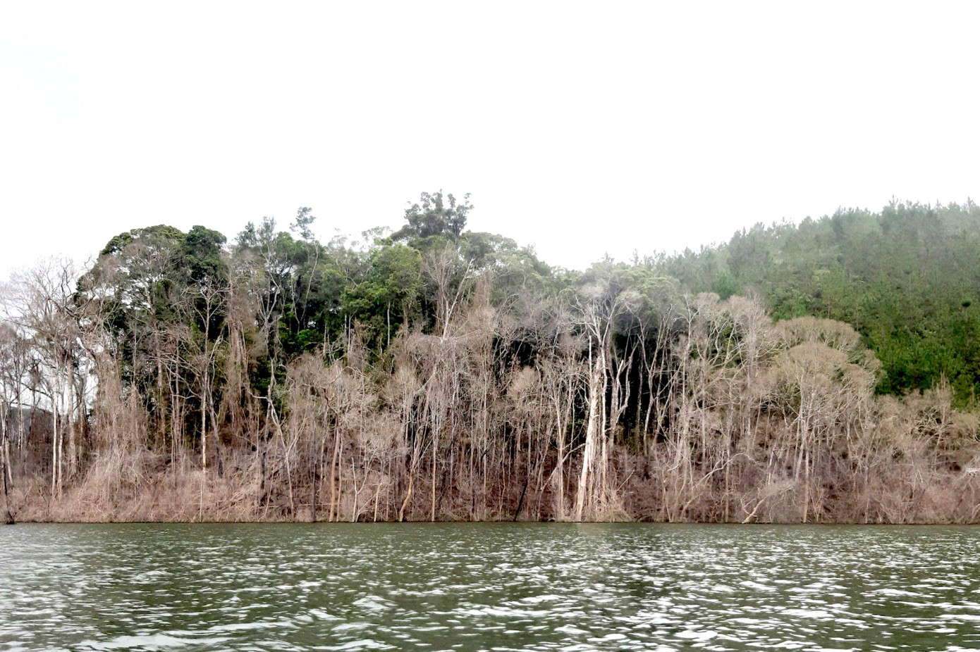 Một lượng lớn cây rừng từ bé đến lớn chết khô hàng loạt, phủ một màu xám ảm đạm.