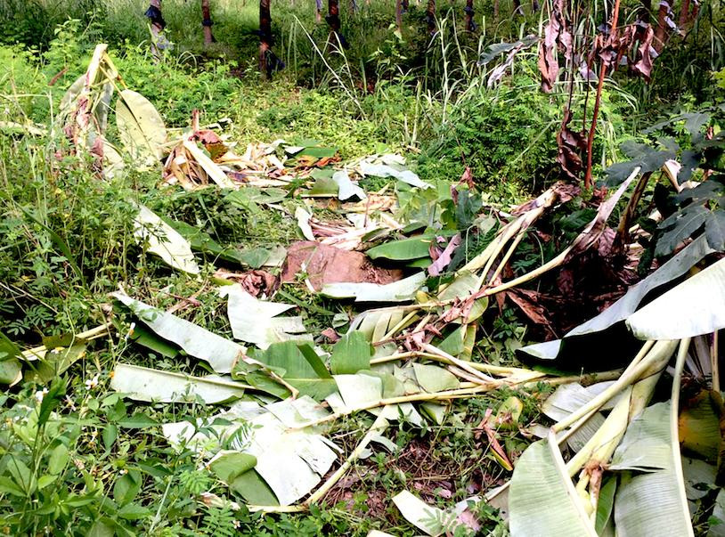 Dấu vết đàn voi rừng để lại khi đi qua địa phận xã Ia Mơr Dấu vết đàn voi rừng để lại khi đi qua địa phận xã Ia Mơr