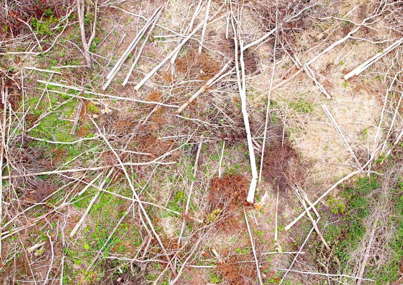 Hiện trường vụ phá rừng Hiện trường vụ phá rừng