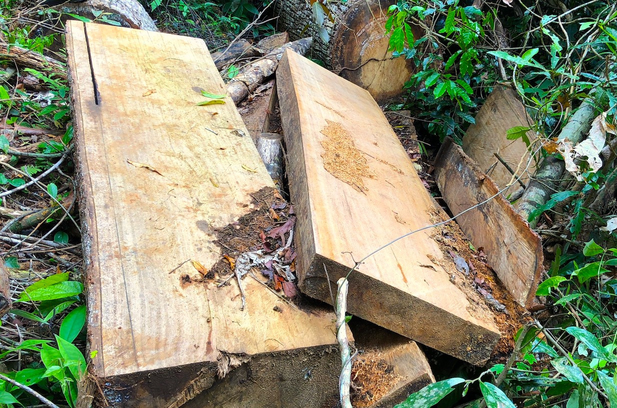 Nhiều hộp gỗ ngổn ngang ở rừng Kbang