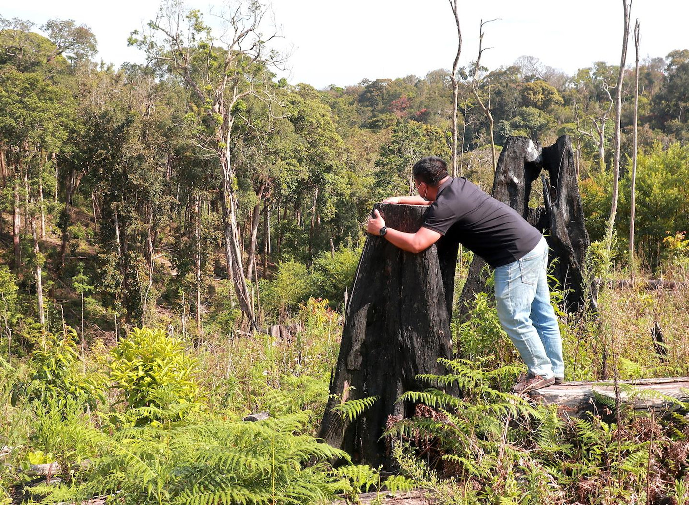 Cây rừng bị đốn hạ để lấy đất Cây rừng bị đốn hạ để lấy đất