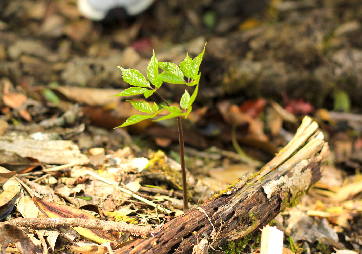 Cây sâm Ngọc Linh. Cây sâm Ngọc Linh.