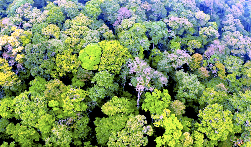 Núi Ngọc Linh nơi có sâm Ngọc Linh giá trị. Núi Ngọc Linh nơi có sâm Ngọc Linh giá trị.