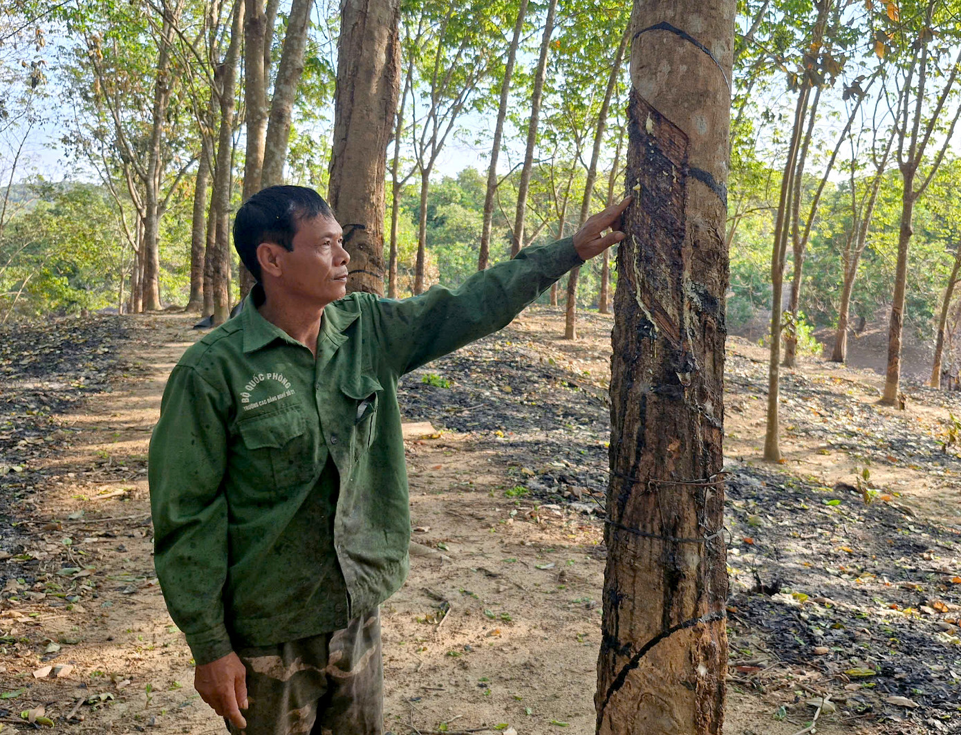 Ông Thảo thăm vườn cao su bị cháy