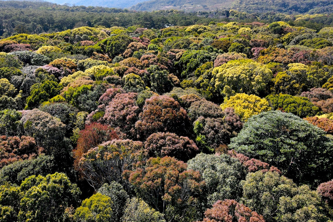 Thời điểm này cả cánh rừng thay lá, đơm hoa có mùi thơm ngào ngạt, thoang thoảng theo từng cơn gió.